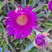 Griffes de sorcières carpobrutus acinaciformis (d'aprés plantnet)